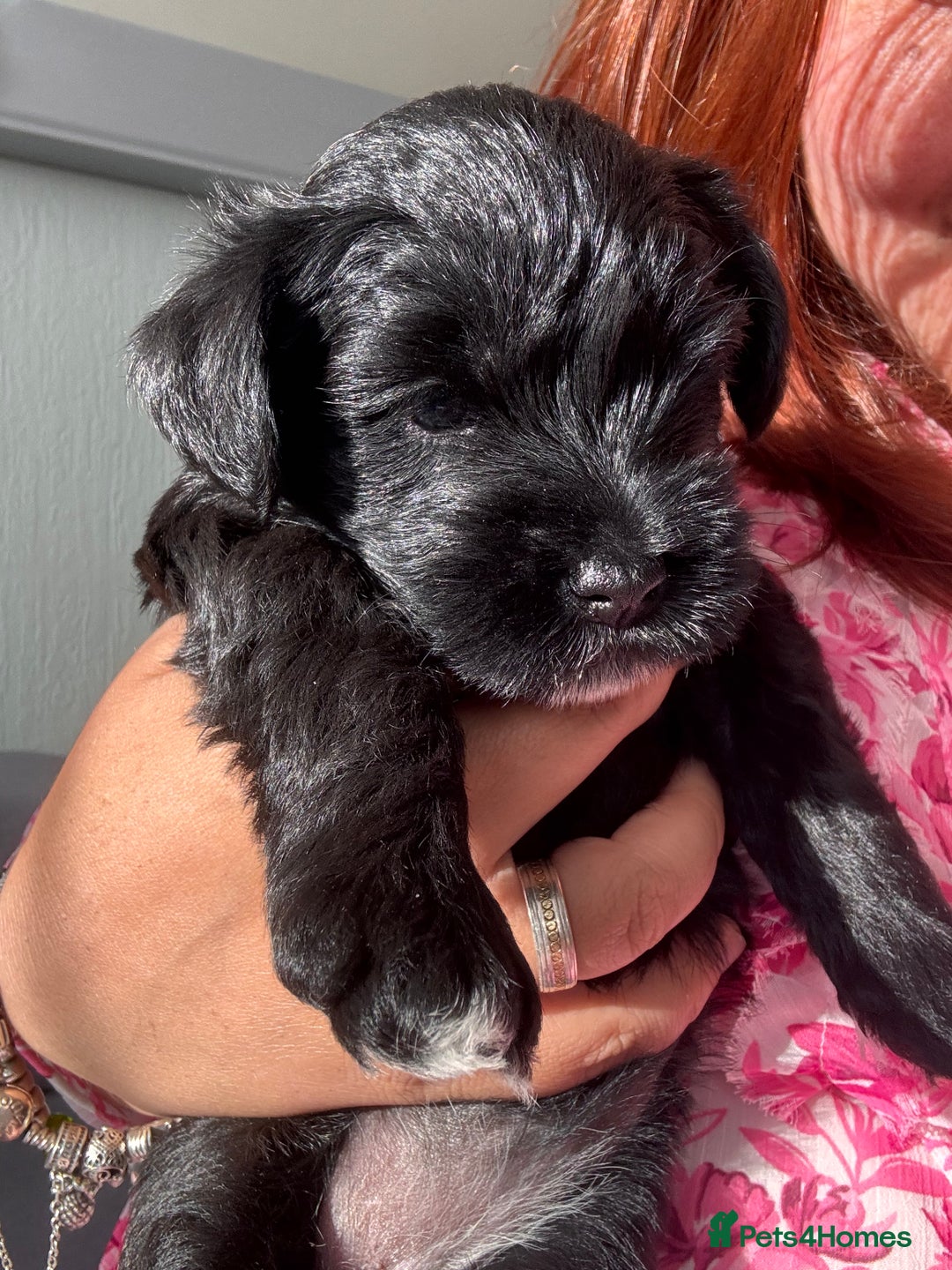 Mixed Breed dogs for sale: miniature schnauzer - Image 11