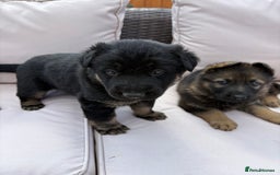 German Shepherd dogs for sale: Stunning German shepherd puppies  - Image 13