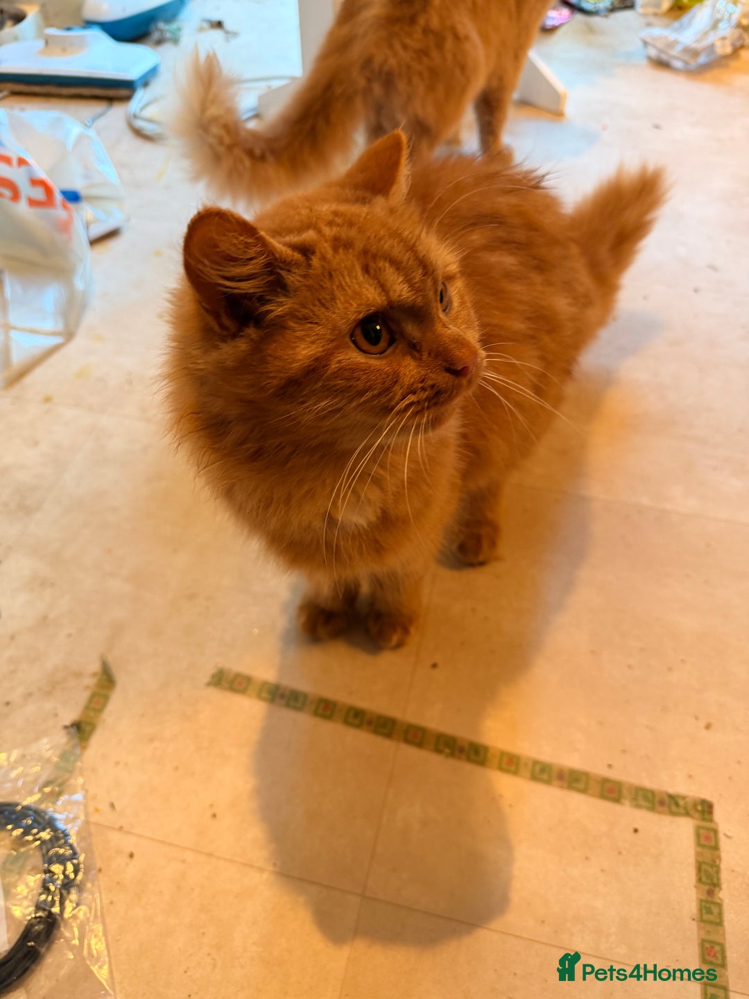 Mixed Breed cats for sale: 2 7 month old kittens - Advert 2