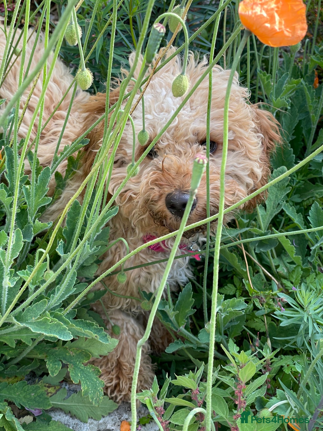 Cavachon dogs for adoption: Cavapoochon - Advert 9