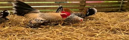 Chickens poultry for sale: Pekin bantams, chicks, growers, hens, hatching egg - Advert 2