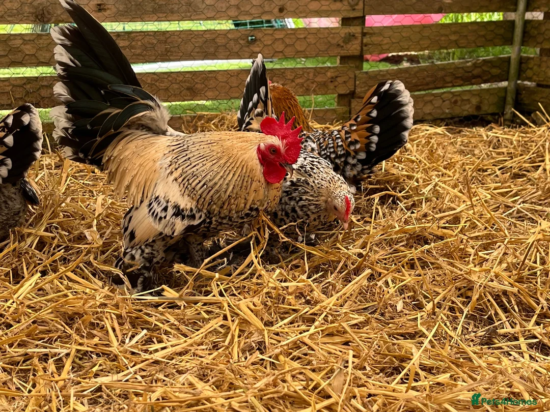 Chickens poultry for sale: Pekin bantams, chicks, growers, hens, hatching egg - Advert 2