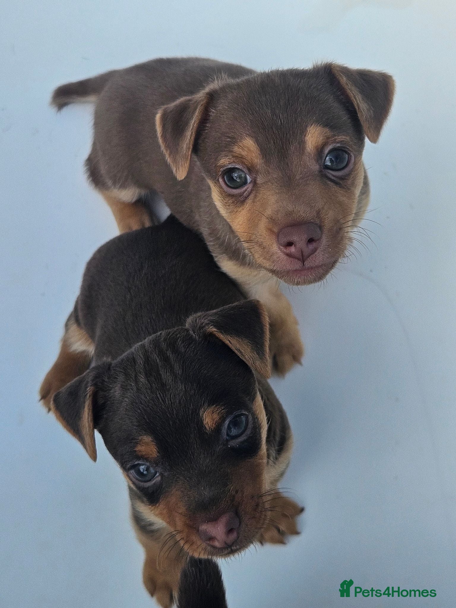 Jack Russell dogs Adorable Litter of 3 Jack Russell Puppies for Sale - Advert 1