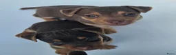 Jack Russell dogs for sale: Adorable Litter of 3 Jack Russell Puppies for Sale - Advert 1