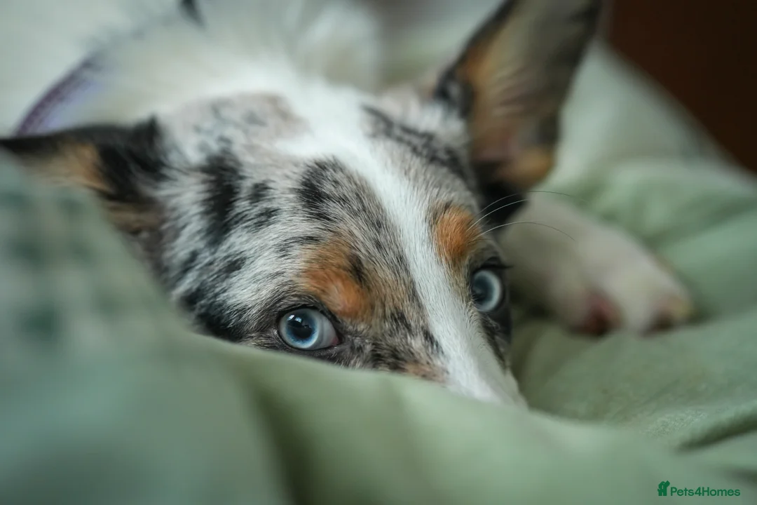 Border Collie dogs for sale: Border Collie - Tri Colour Blue Merle - Advert 4