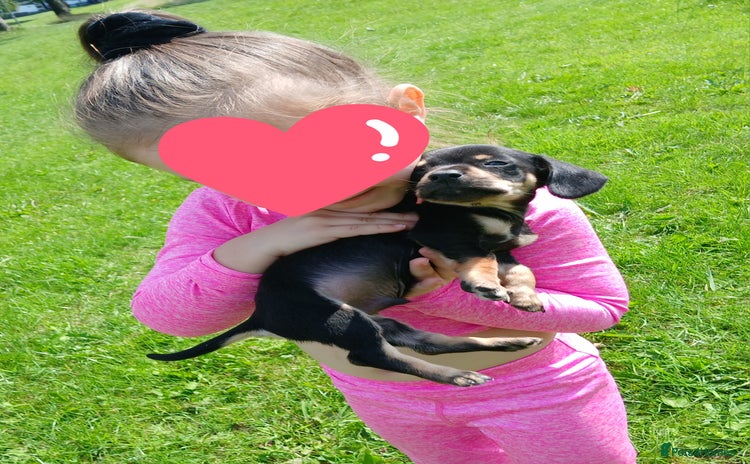 Dachshund dogs - Advert 15