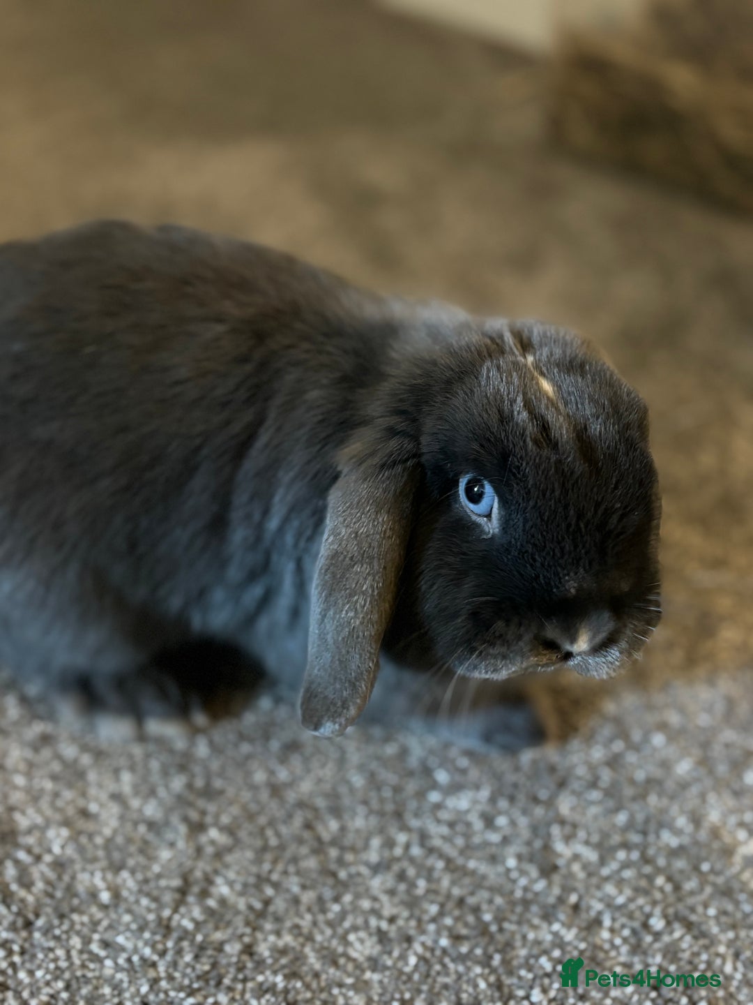 Mini Lop rabbits for sale: Bonded pair of rabbits - Advert 4