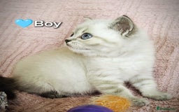 British Shorthair cats for sale: ❤️💙Last 2 Kittens ● TICA Reg ● BSH ●Colorpoints ✨ - Image 9