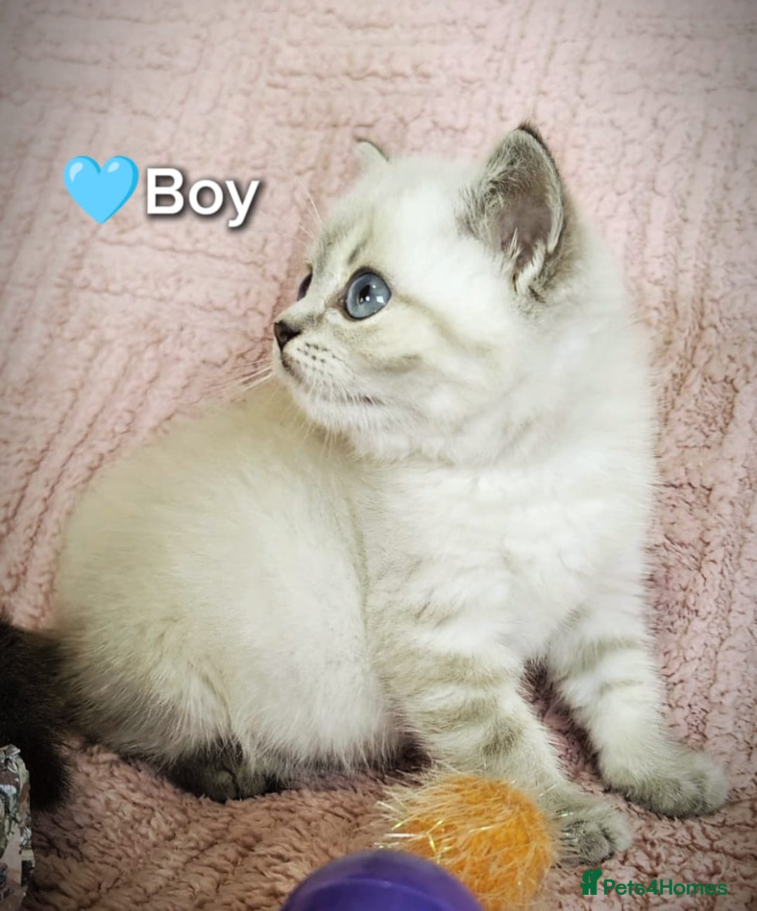 British Shorthair cats for sale: ❤️💙Last 2 Kittens ● TICA Reg ● BSH ●Colorpoints ✨ - Image 9