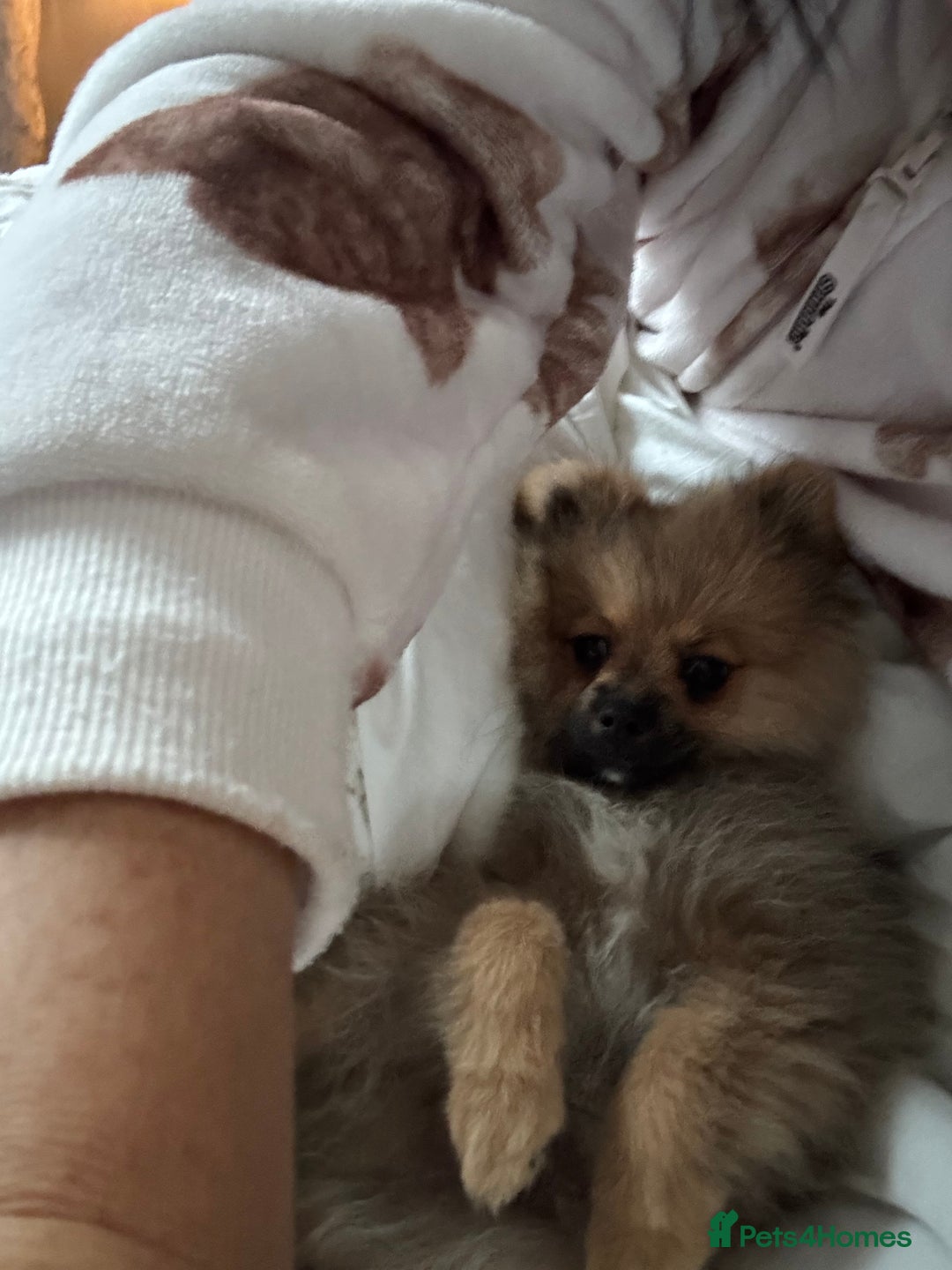 Pomeranian dogs for sale: Mini Pomeranian boy  - Image 1
