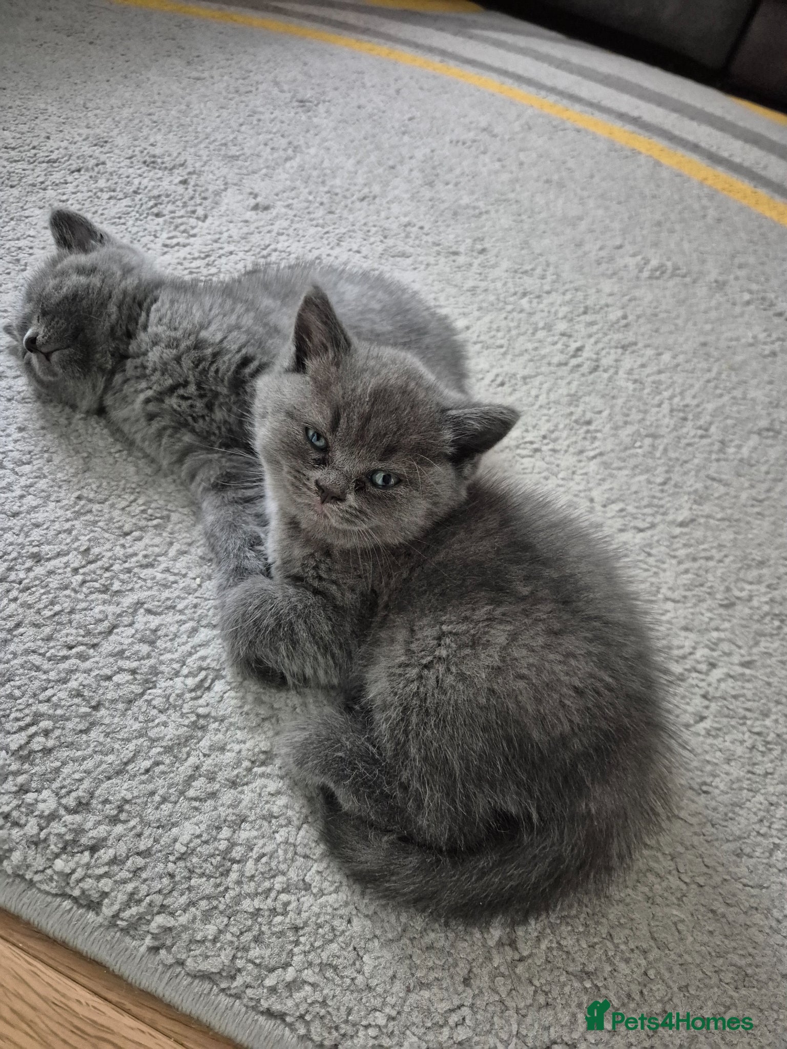 British Shorthair cats for sale: 2 male kittens - Advert 6