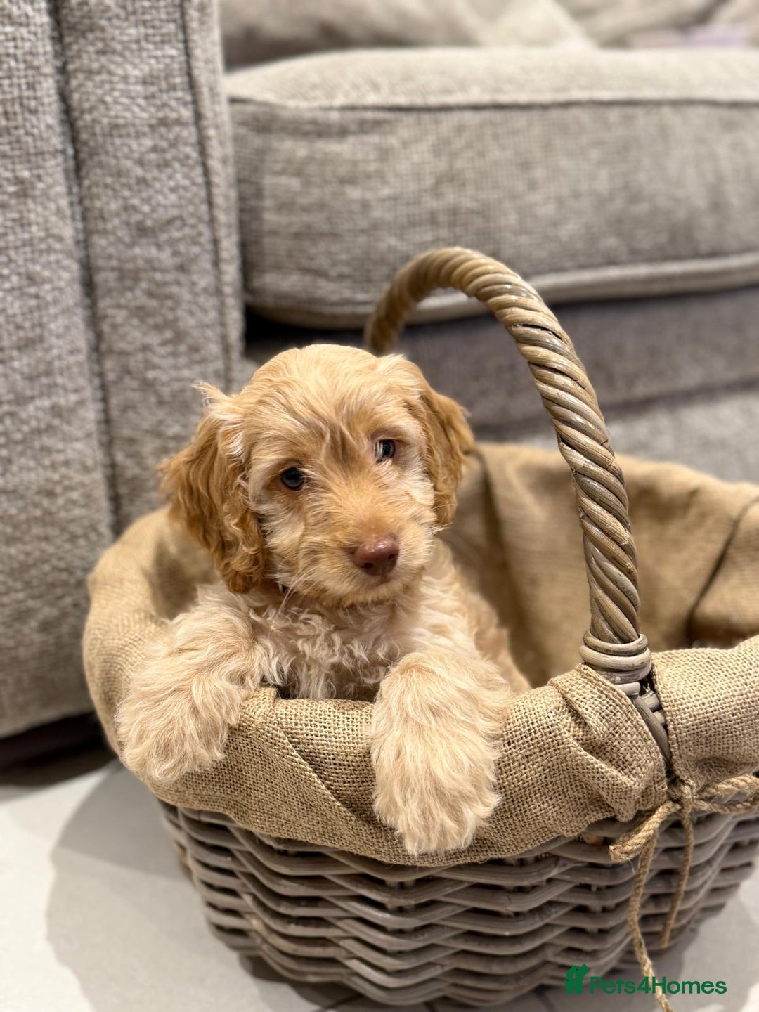 Cockapoo dogs for sale: 3 beautiful Cockapoo boys  - Advert 2