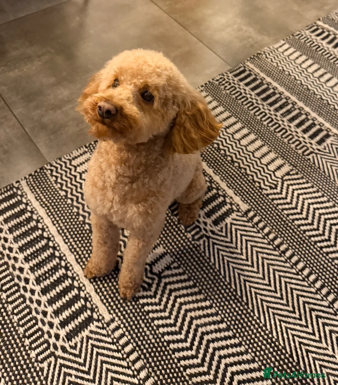 Toy Poodle dogs for stud: Miniature Toy poodle in Leeds - Advert 2