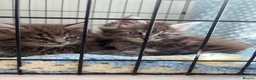 Maine Coon cats for sale: Female Maine coon kittens in Belfast - Advert 12