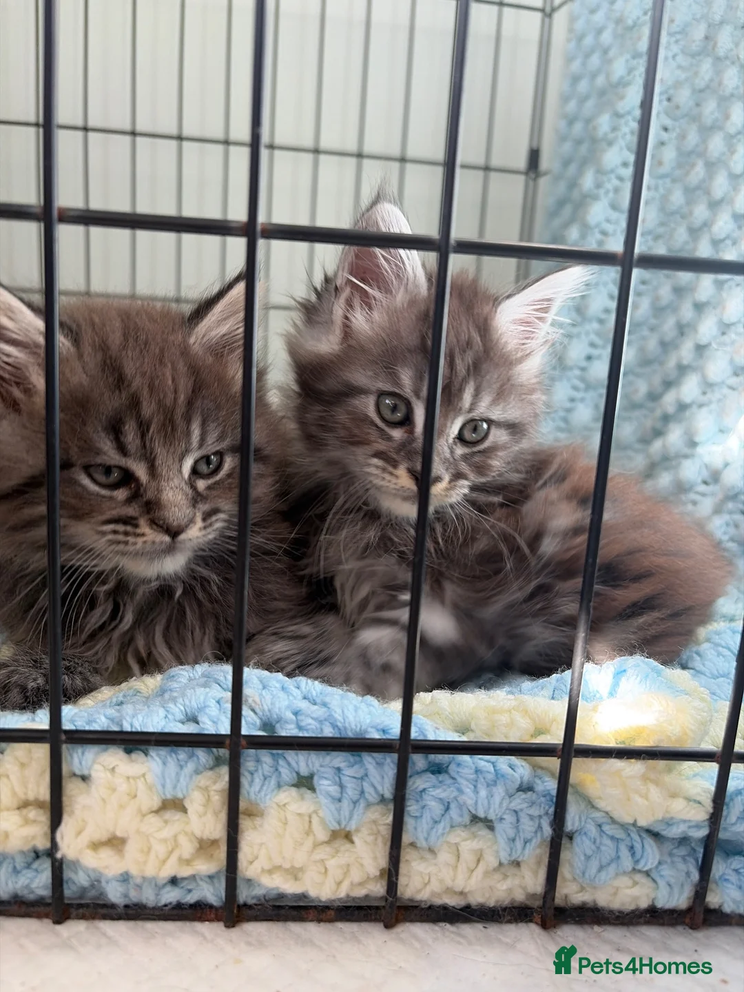 Maine Coon cats for sale: Female Maine coon kittens in Belfast - Advert 12