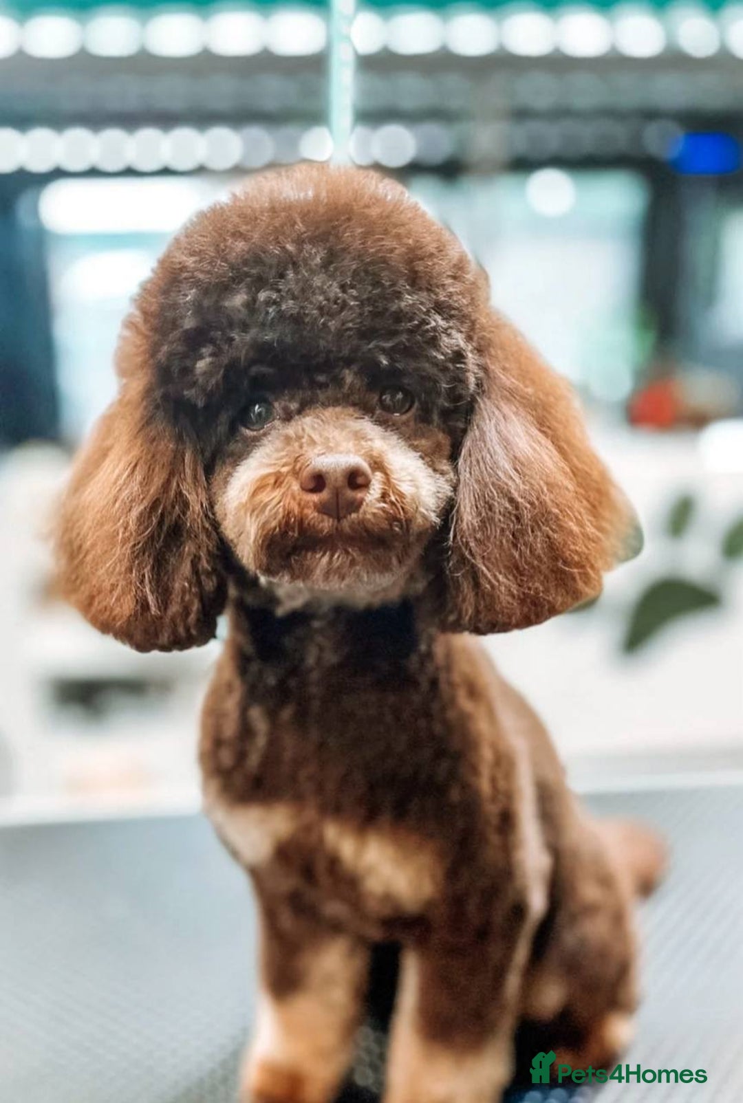 Cockapoo dogs for sale: Gorgeous 3-Month-Old F1 American Cockapoo Girl - Advert 10