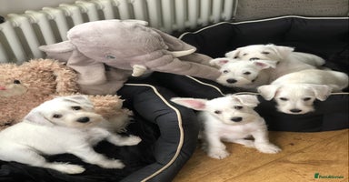 Miniature Schnauzer dogs - Advert 3