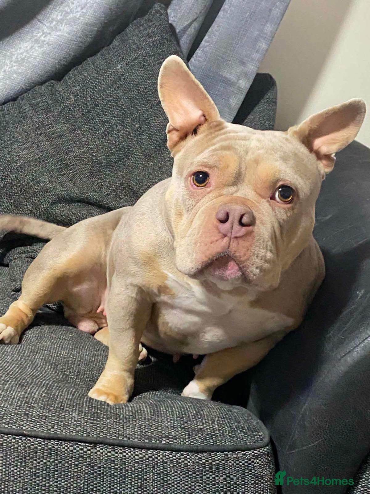 Mixed Breed dogs ❤️🐶 COCO – 2-year-old small-medium Micro Bulldog - Advert 1