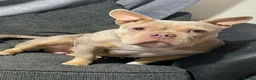 Mixed Breed dogs for adoption: ❤️🐶 COCO – 2-year-old small-medium Micro Bulldog - Advert 1