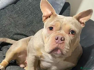 Mixed Breed dogs ❤️🐶 COCO – 2-year-old small-medium Micro Bulldog - Advert 2