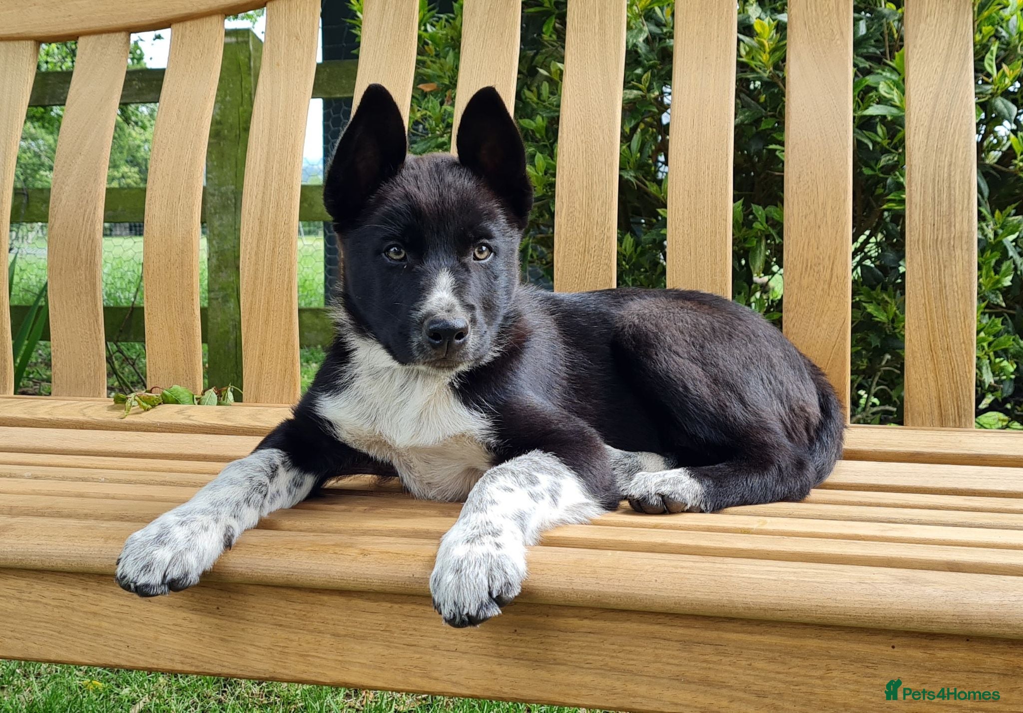 Border Collie dogs ISDS Registered Border Collie pup - Advert 6