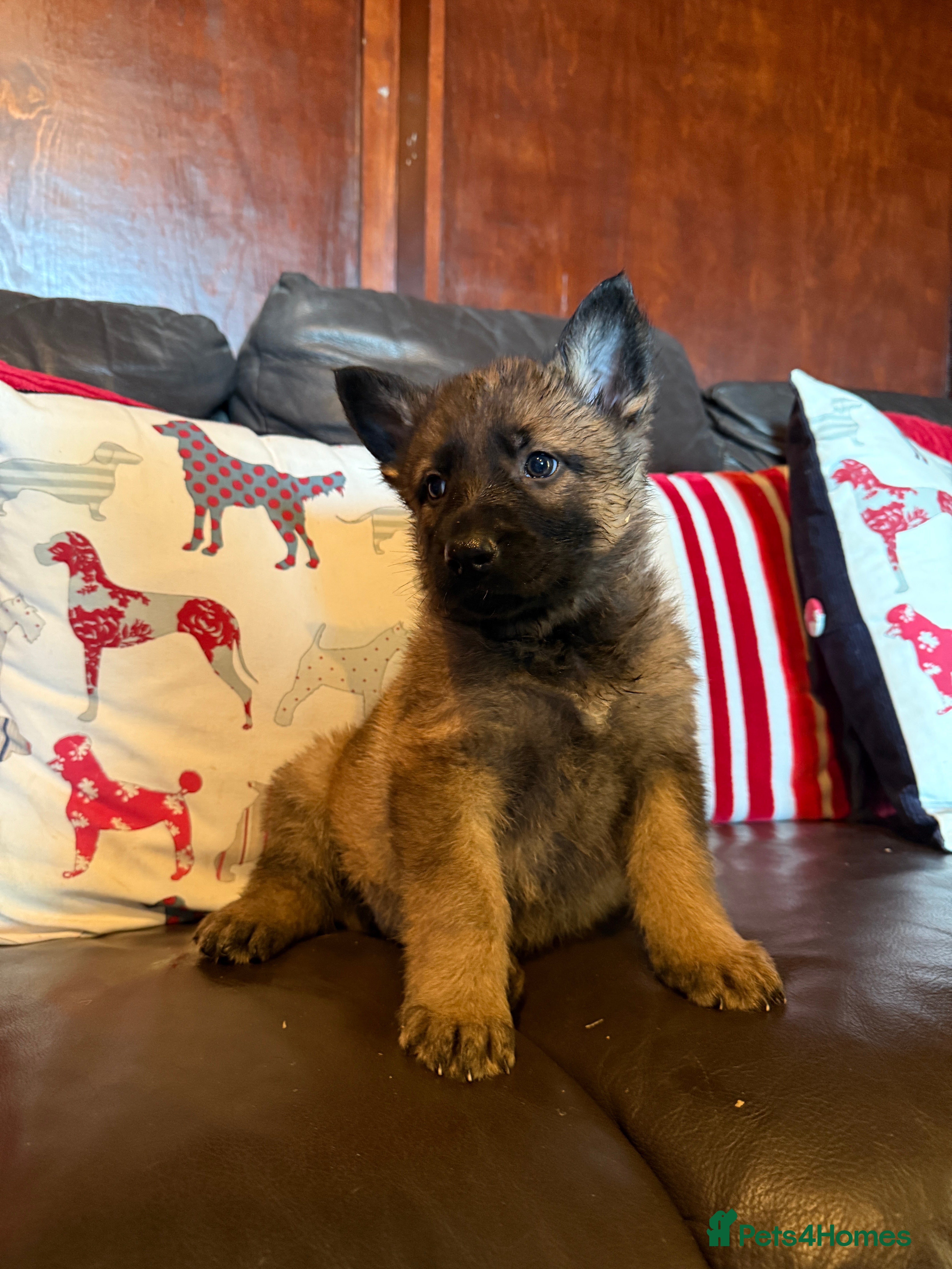German Shepherd dogs Beautiful kc reg working line German shepherds  - Advert 18