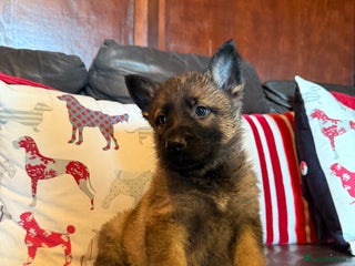 German Shepherd dogs Beautiful kc reg working line German shepherds - Advert 1