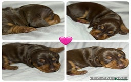 Miniature Dachshund dogs for sale: Miniature Daschund 1 Boy 1 Girl Available - Image 6