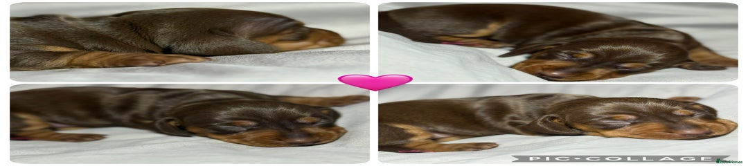 Miniature Dachshund Puppy 3