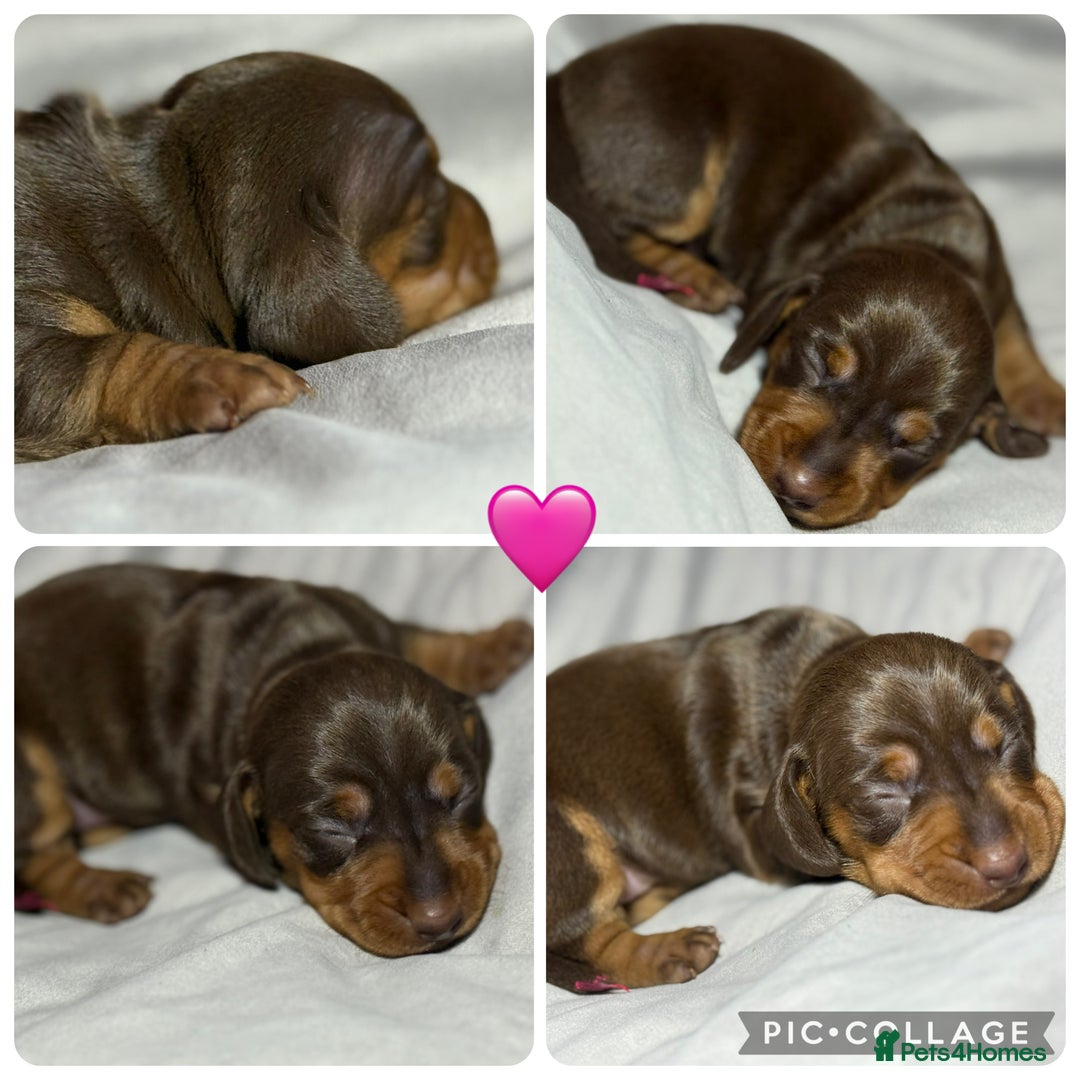 Miniature Dachshund dogs for sale: Miniature Daschund 1 Boy 1 Girl Available - Image 6