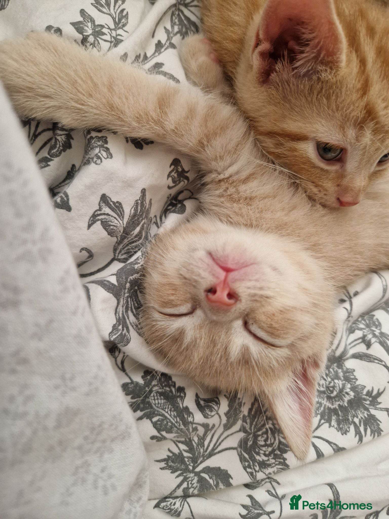 British Shorthair cats Tofu - blonde british short hair kitten - Advert 2