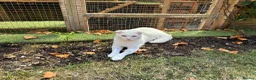Scottish Fold cats for sale: Pure white Scottish Fold Dobby & odd eye Cyclops  - Advert 32