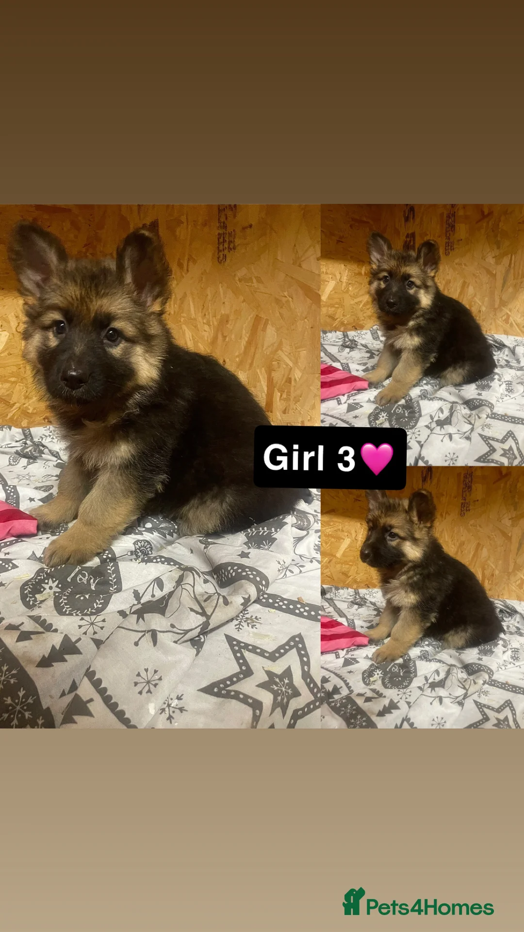 German Shepherd dogs for sale: Long hair German shepherd puppies  - Advert 8