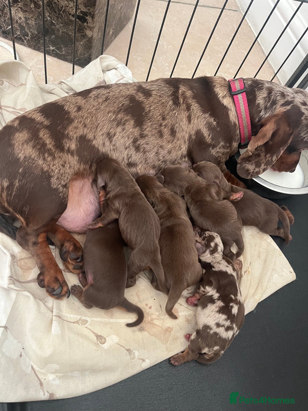 Dachshund dogs for sale: Beautiful miniature dachshund  - Advert 1