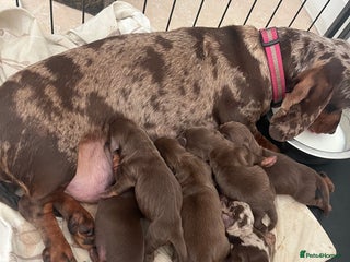 Dachshund dogs Beautiful miniature dachshund - Advert 18