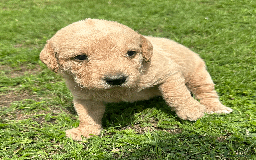 Labradoodle dogs for sale: Gorgeous F1b Labradoodle Puppies for loving homes. - Image 29