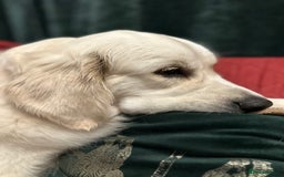 Golden Retriever dogs for sale: Gorgeous 9 months old Golden Retriever  - Image 4