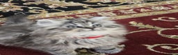 Persian cats for sale: Persian chinchilla  - Advert 2