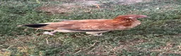 Chickens poultry for sale: Wheaten Maran trio  - Advert 4