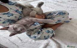 British Shorthair cats for sale: BSH Male  - Image 4