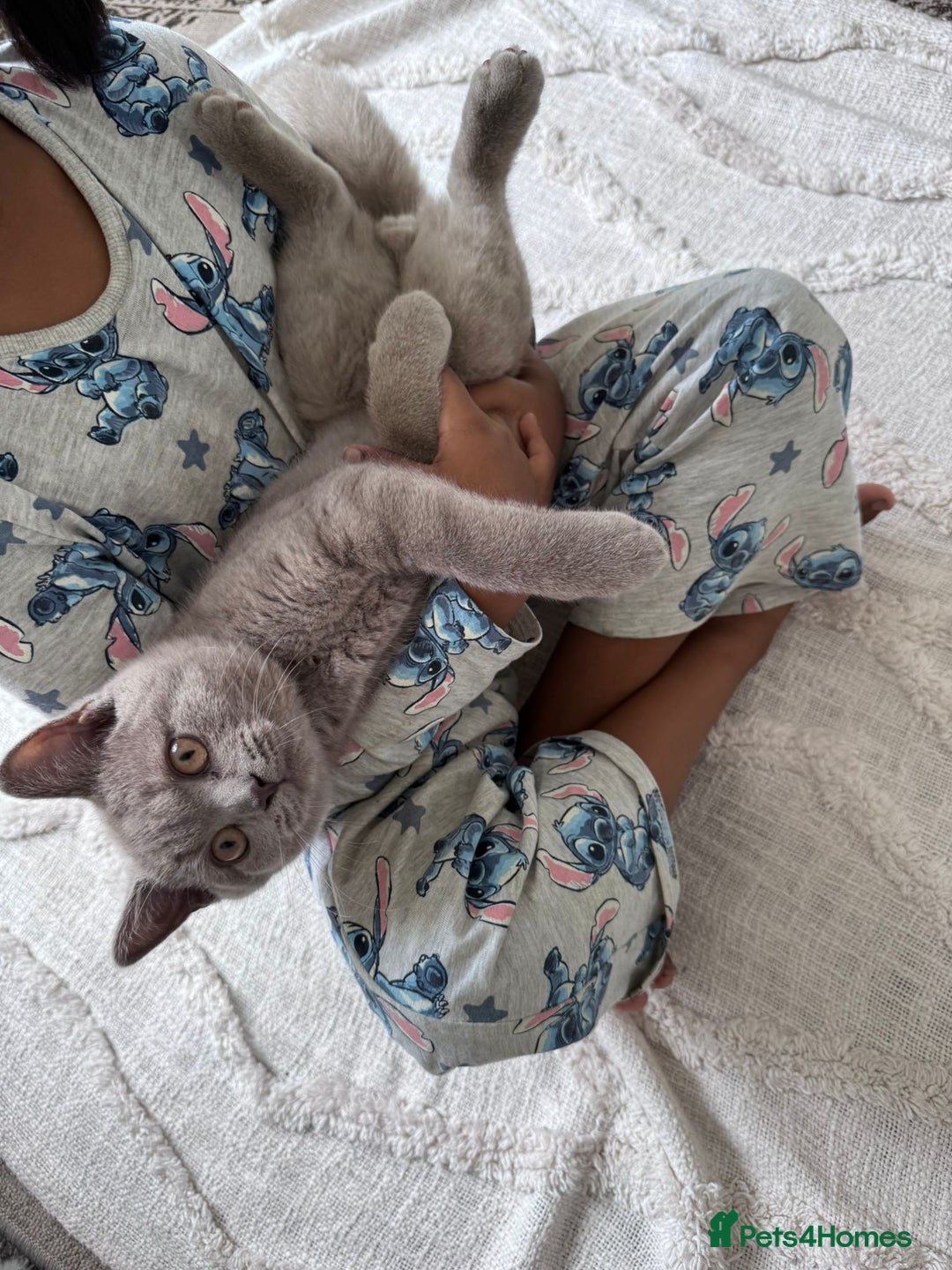 British Shorthair cats for sale: BSH Male  - Image 4