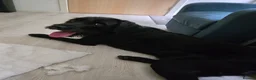 Mixed Breed dogs for sale: Labrador x 8 months old - Advert 4