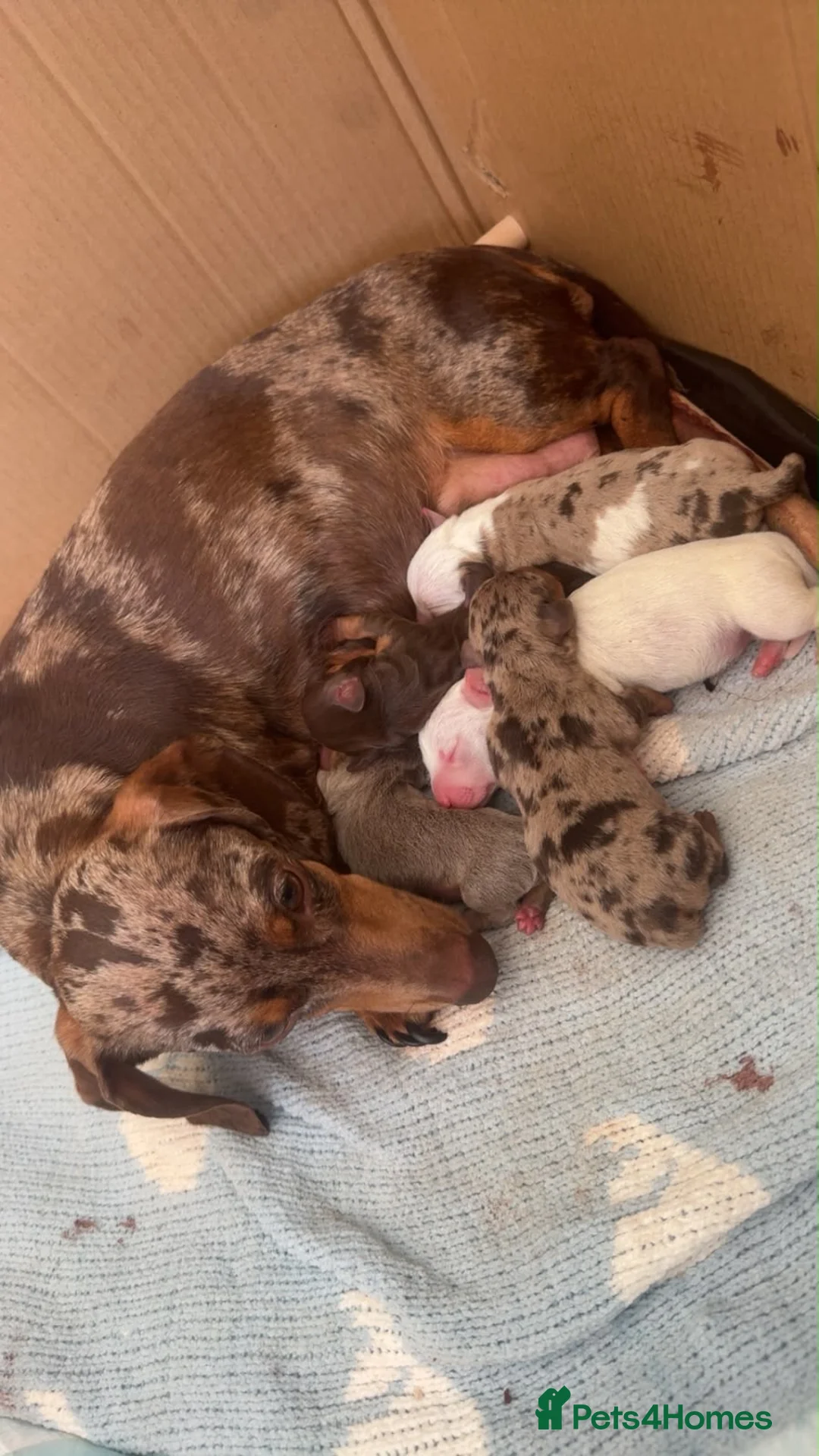 Dachshund dogs for sale: Beautiful Daschund pups  - Advert 2