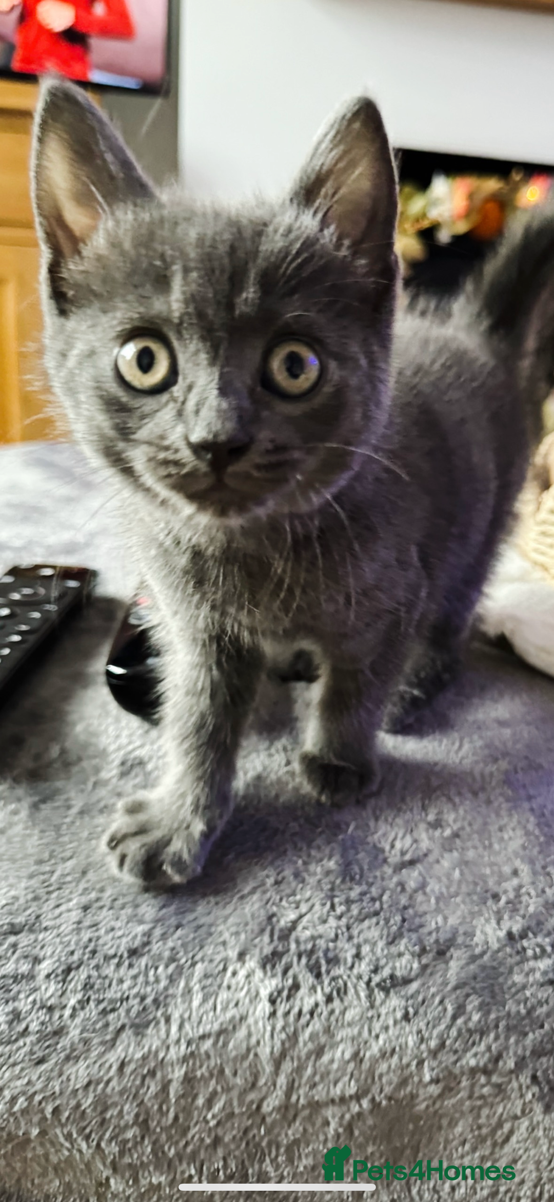 British Shorthair cats for sale: Beautiful British short hair cross kittens - Advert 4