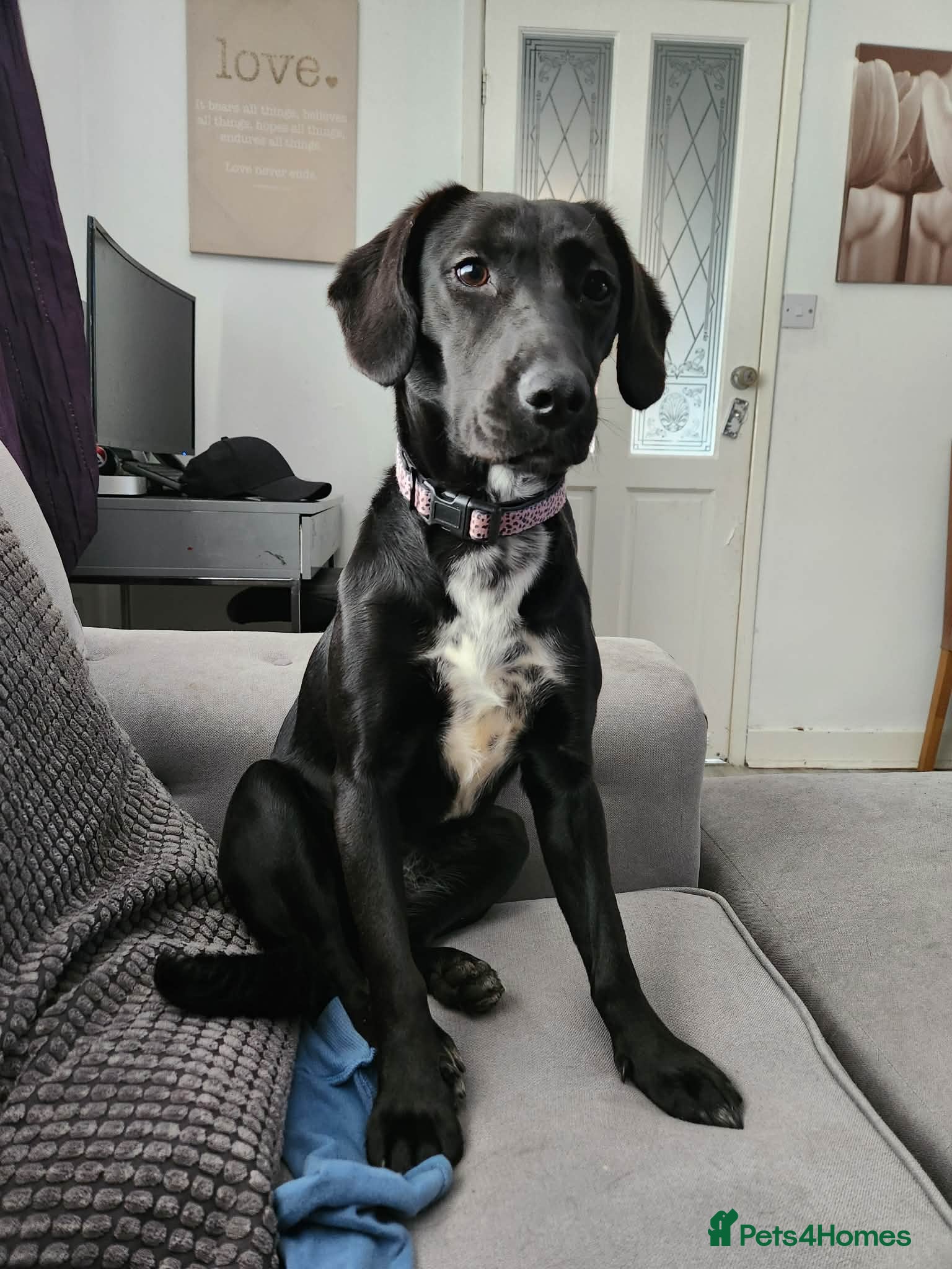 Mixed Breed dogs Molly - Advert 1