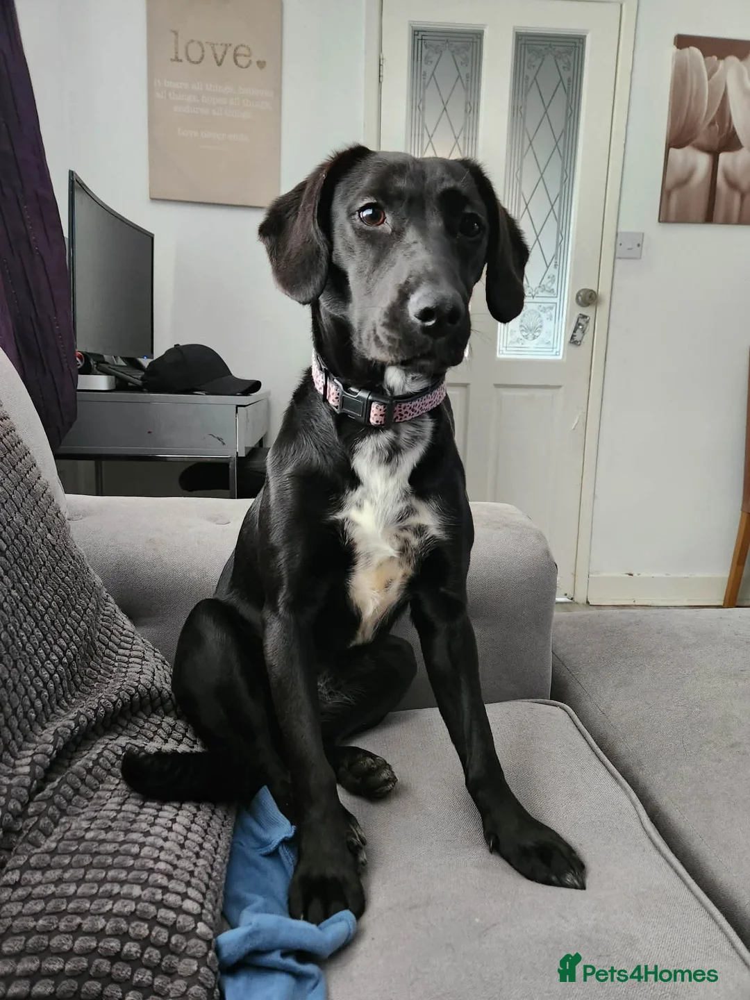 Mixed Breed dogs for sale: Molly - Female - Advert 1