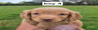 Cocker Spaniel 4