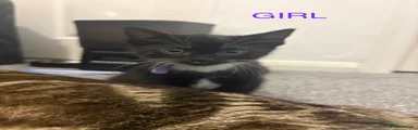 Mixed Breed Kitten 4
