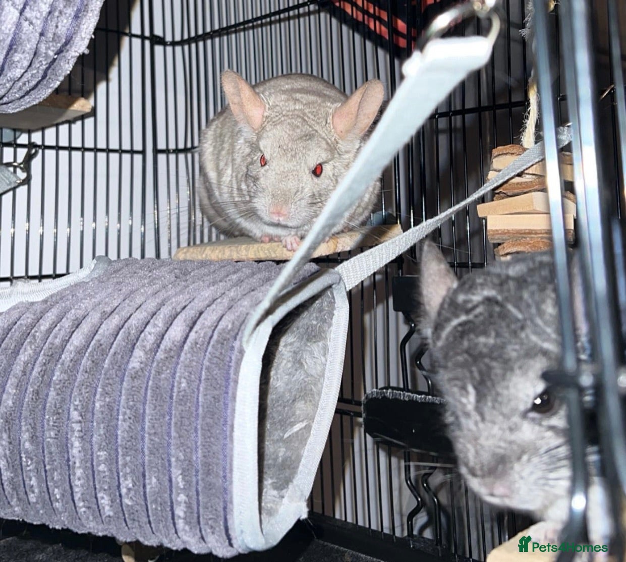 Chinchilla rodents Stitch & Milo - Not Bonded!  - Advert 12