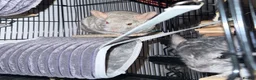 Chinchilla rodents for sale: Stitch & Milo - Not Bonded!  - Advert 1